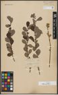 Foto von Salix aurita L.